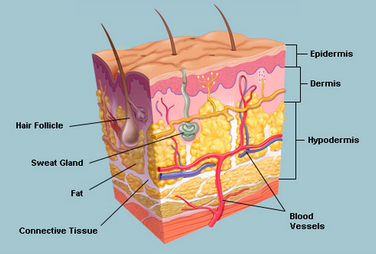 Dermatology Winnipeg The Derm Centre